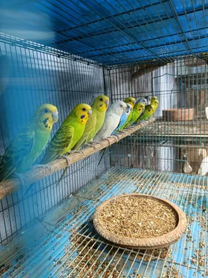 Budgerigar Bird