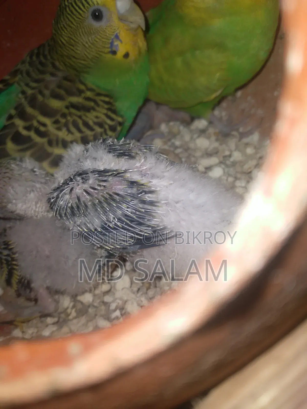 ১ জোড়া বাজরিগার সাথে বাচ্ছা ৩ টা