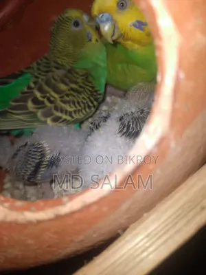 ১ জোড়া বাজরিগার সাথে বাচ্ছা ৩ টা