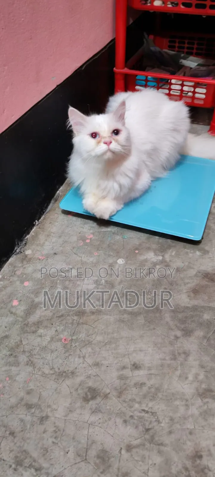১+ বছরের নারী খাঁটি পার্সিয়ান