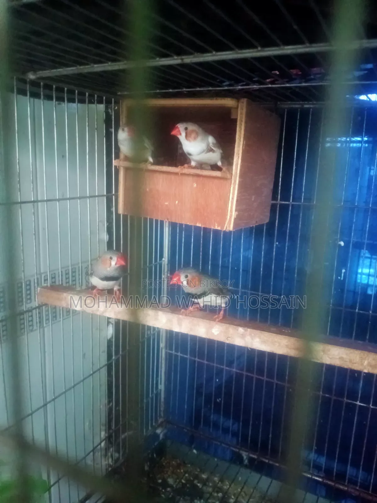 Finch Bird