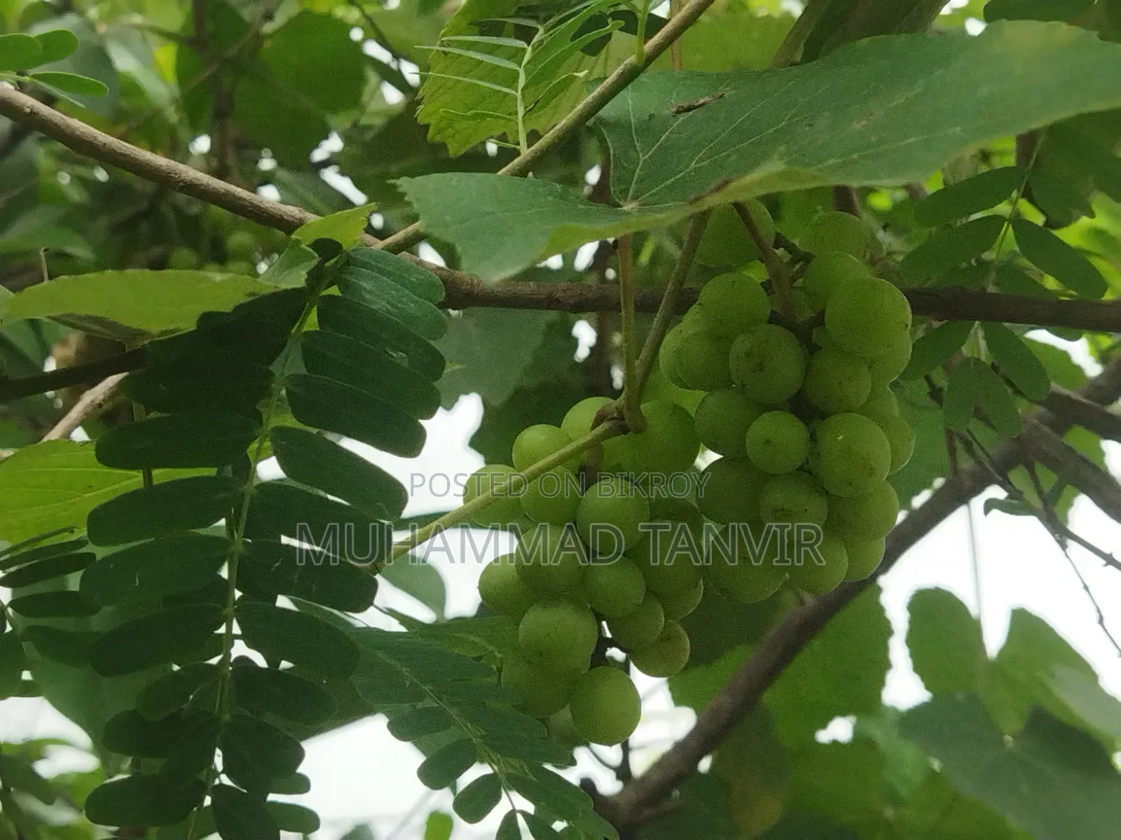 আঙুর ফলসহ আঙুর গাছের কাটিং