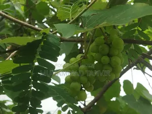 আঙুর ফলসহ আঙুর গাছের কাটিং