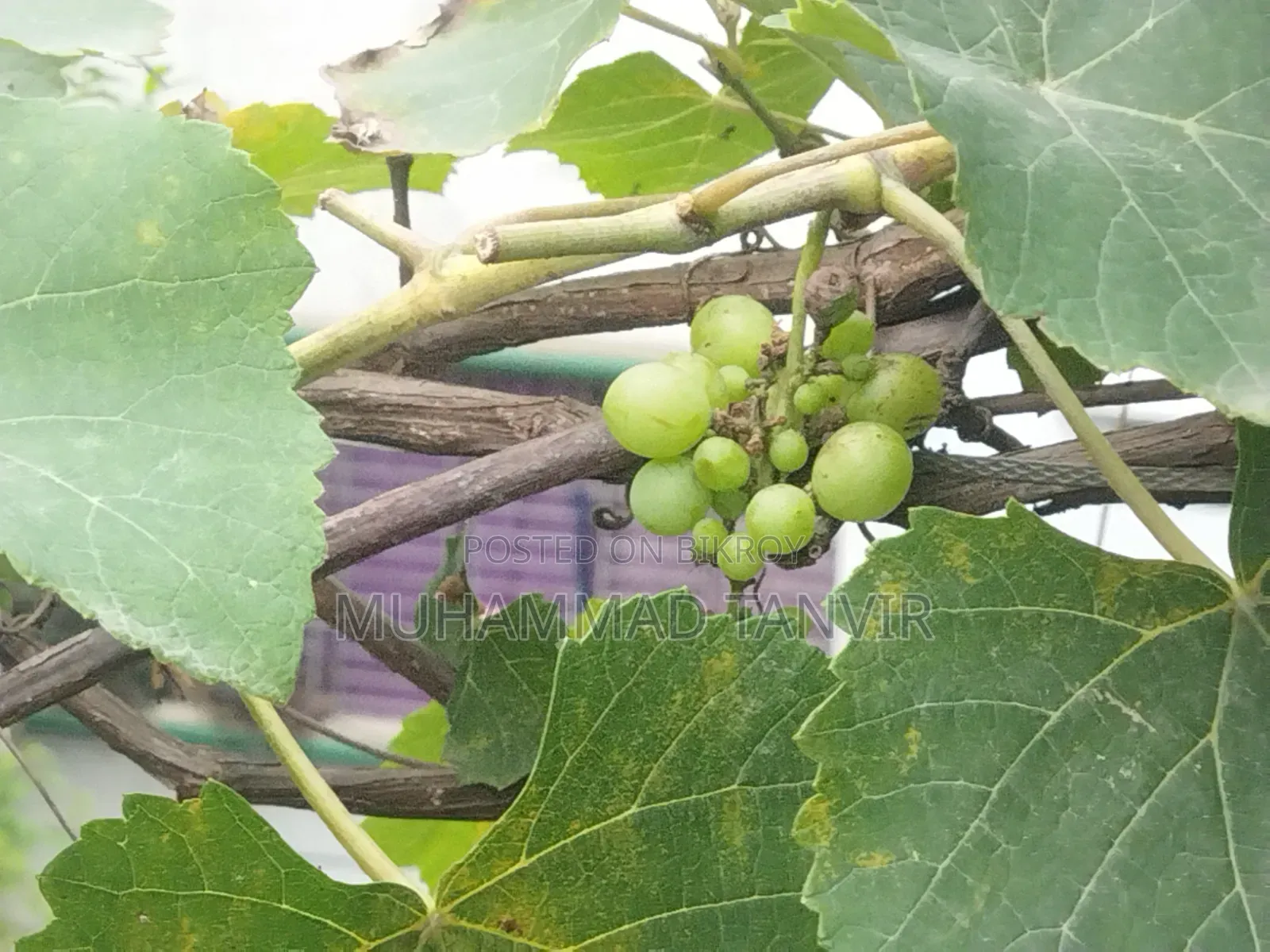 আঙুর ফলসহ আঙুর গাছের কাটিং