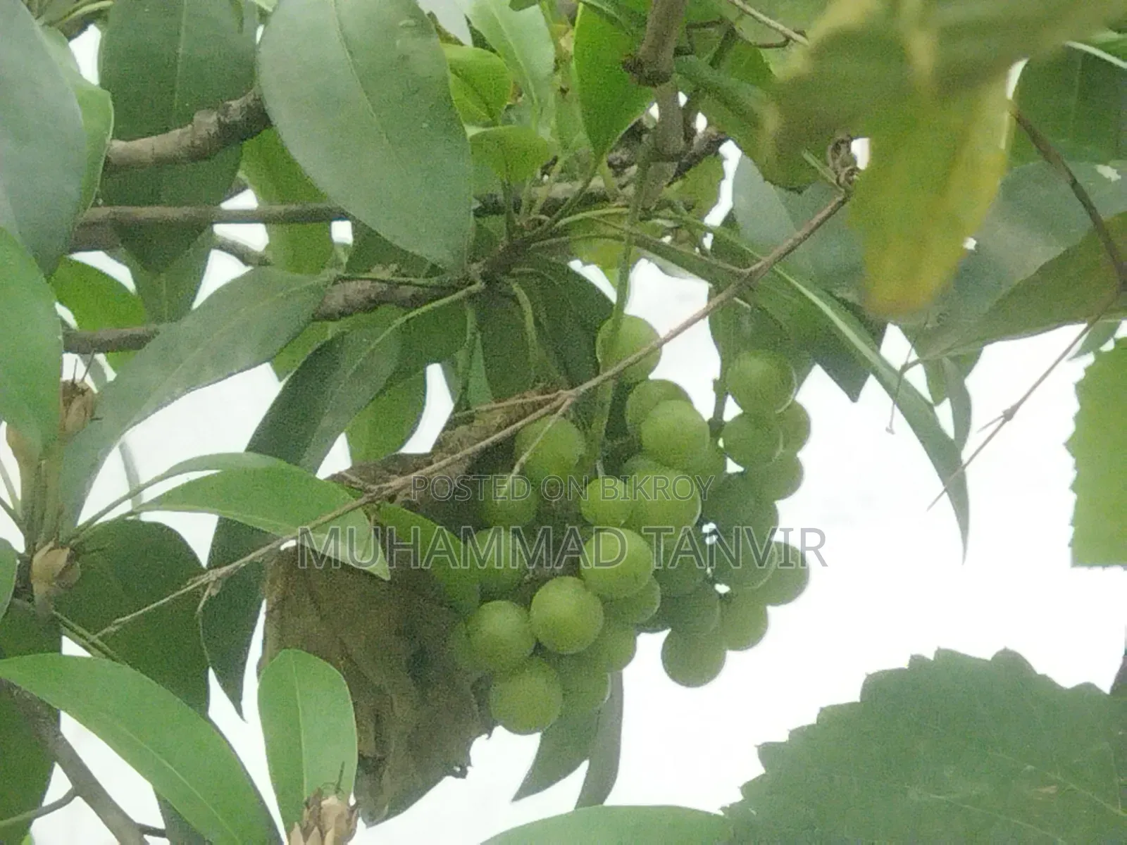 আঙুর ফলসহ আঙুর গাছের কাটিং