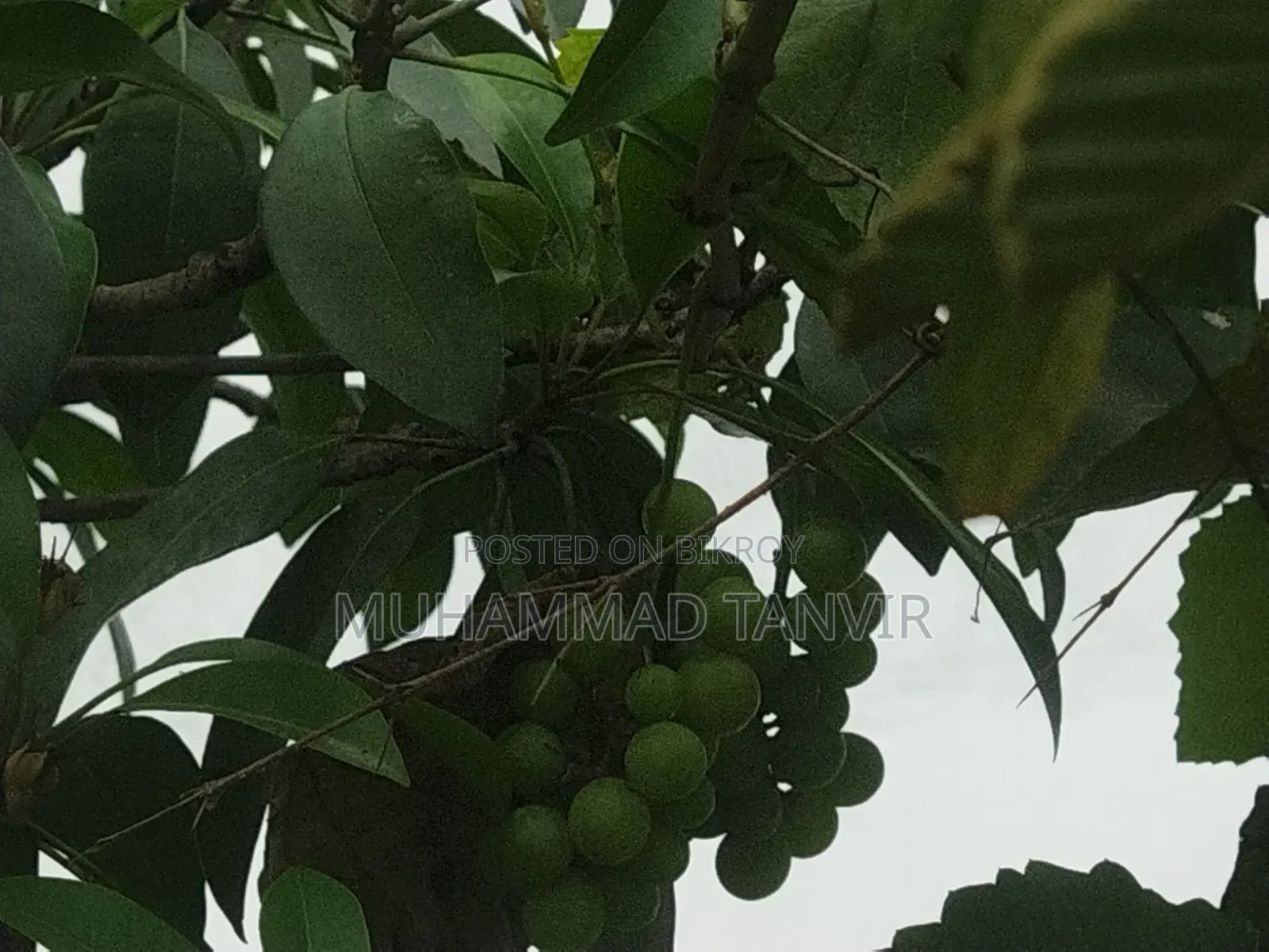 আঙুর ফলসহ আঙুর গাছের কাটিং