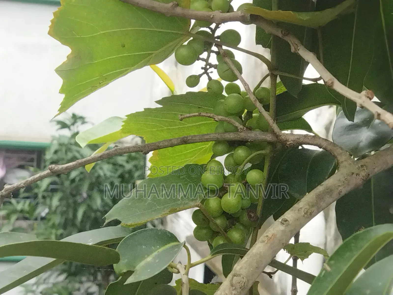 আঙুর ফলসহ আঙুর গাছের কাটিং
