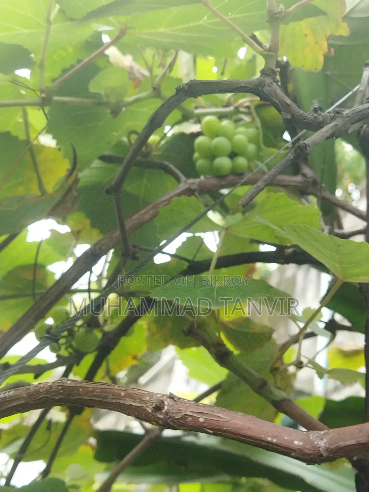 আঙুর ফলসহ আঙুর গাছের কাটিং