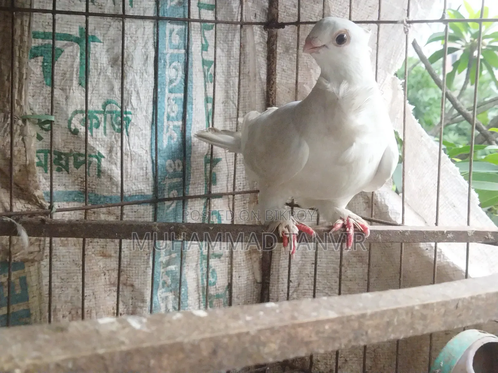 কোকা ফিমেল পায়রা ১০০% পিওর এবং ফার্টিল