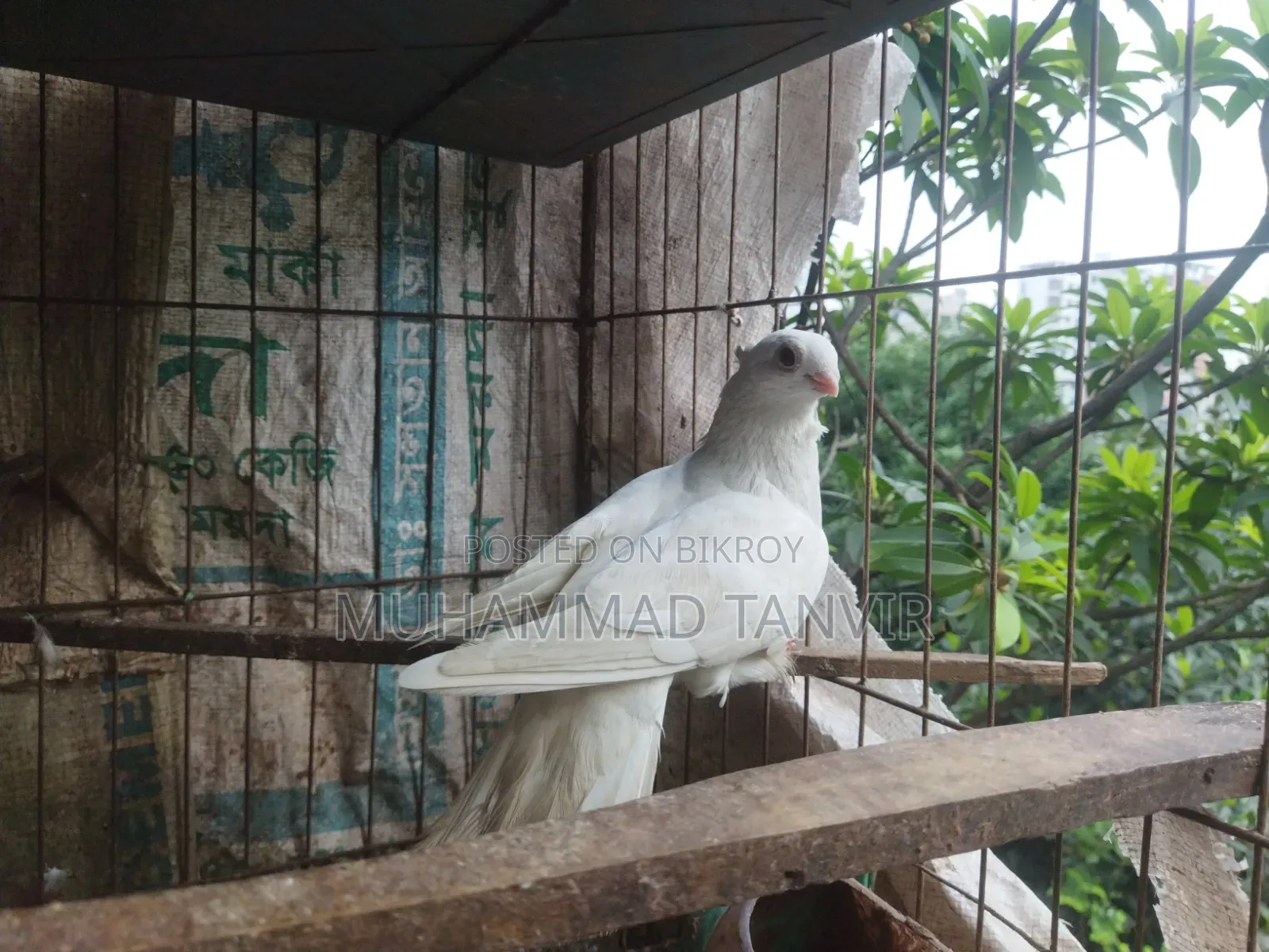কোকা ফিমেল পায়রা ১০০% পিওর এবং ফার্টিল