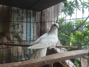 কোকা ফিমেল পায়রা ১০০% পিওর এবং ফার্টিল