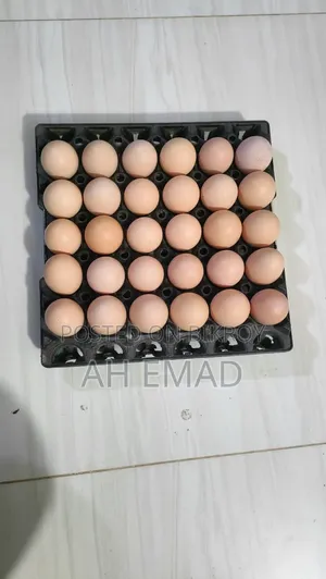 Original Tiger and Foysemi Chicken Fertilized Eggs Sold