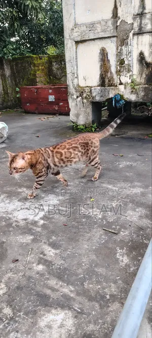 1+ Year Male Purebred Bengal