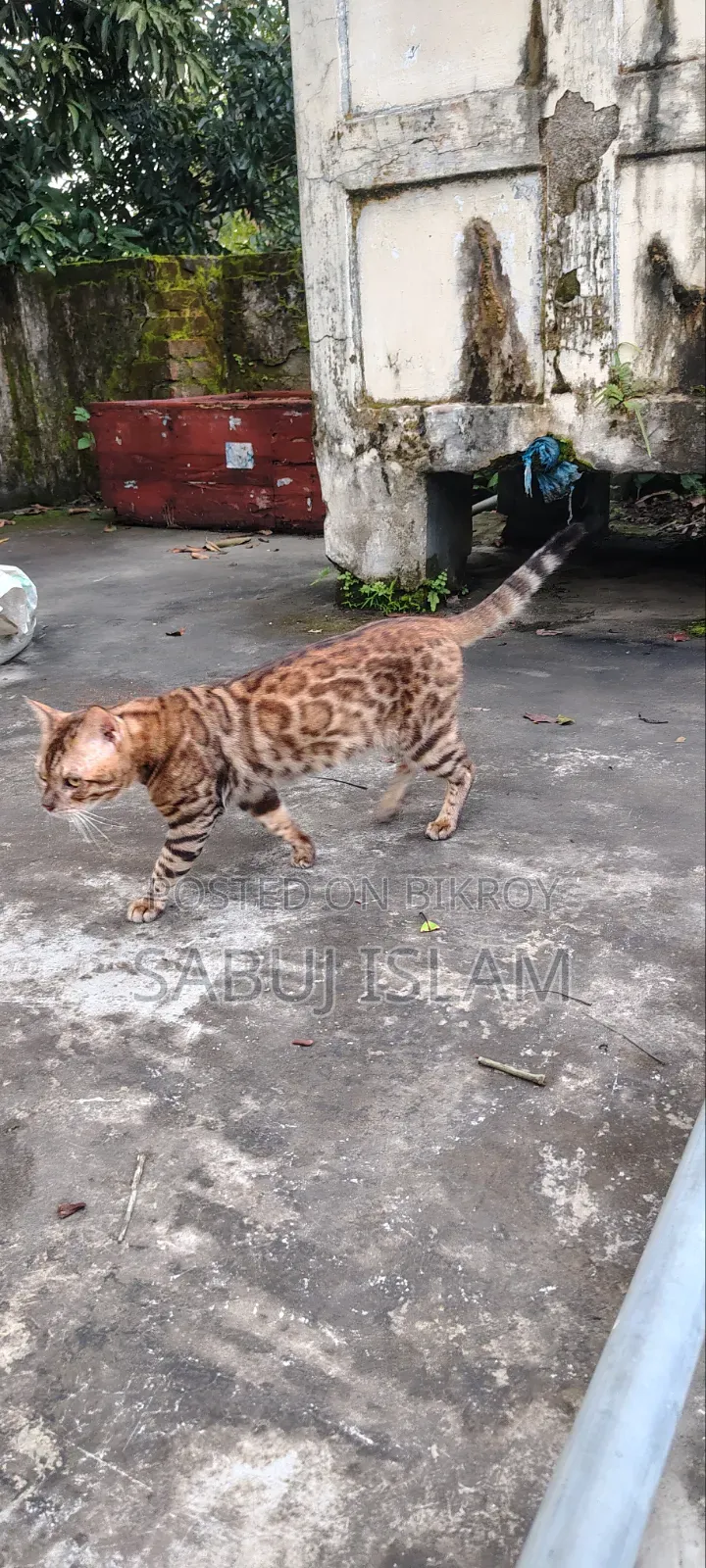 1+ Year Male Purebred Bengal