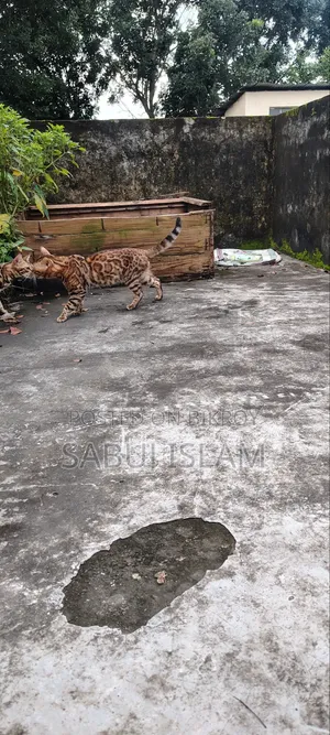 1+ Year Male Purebred Bengal