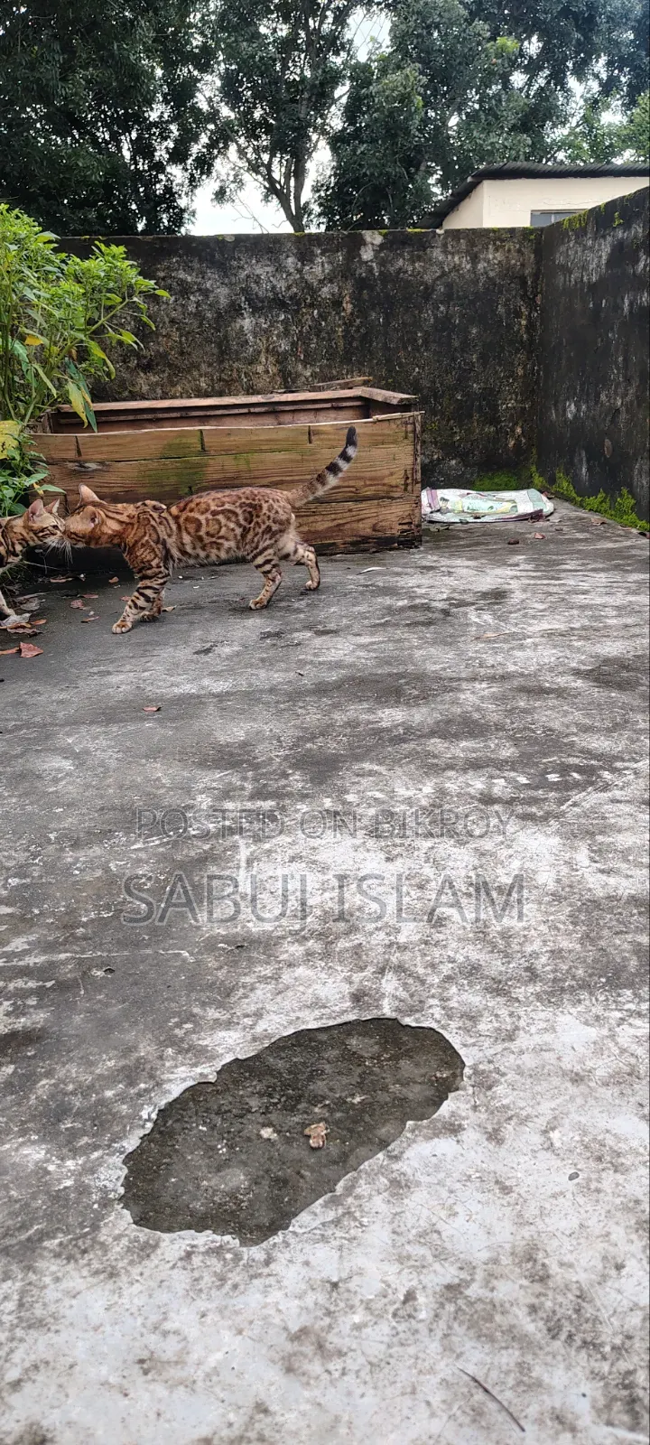1+ Year Male Purebred Bengal