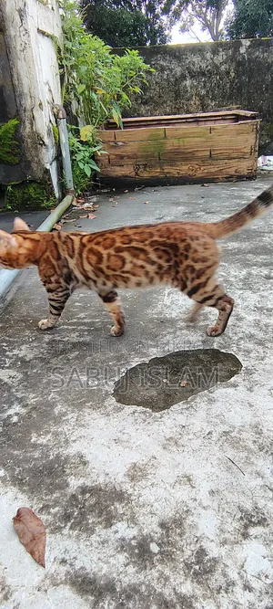 1+ Year Male Purebred Bengal