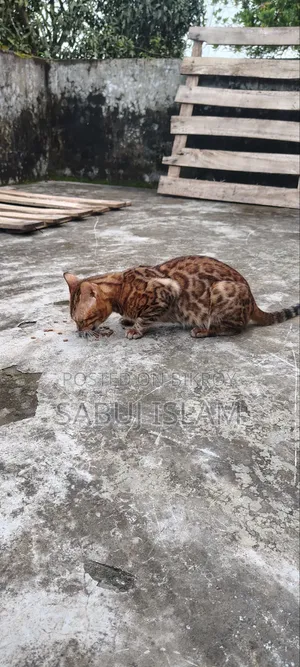 1+ Year Male Purebred Bengal