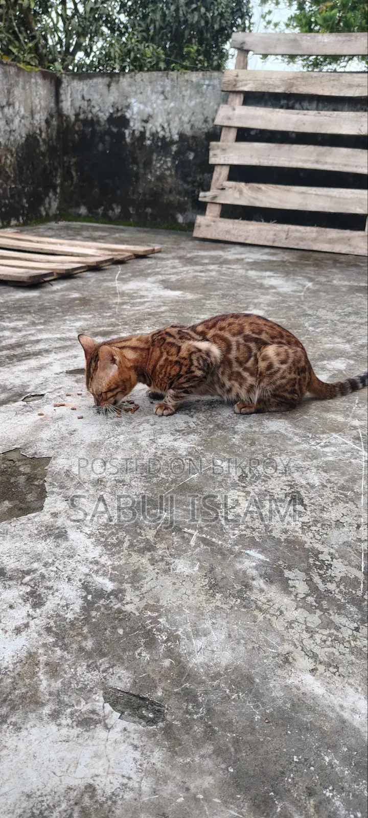 1+ Year Male Purebred Bengal