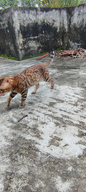 1+ Year Male Purebred Bengal
