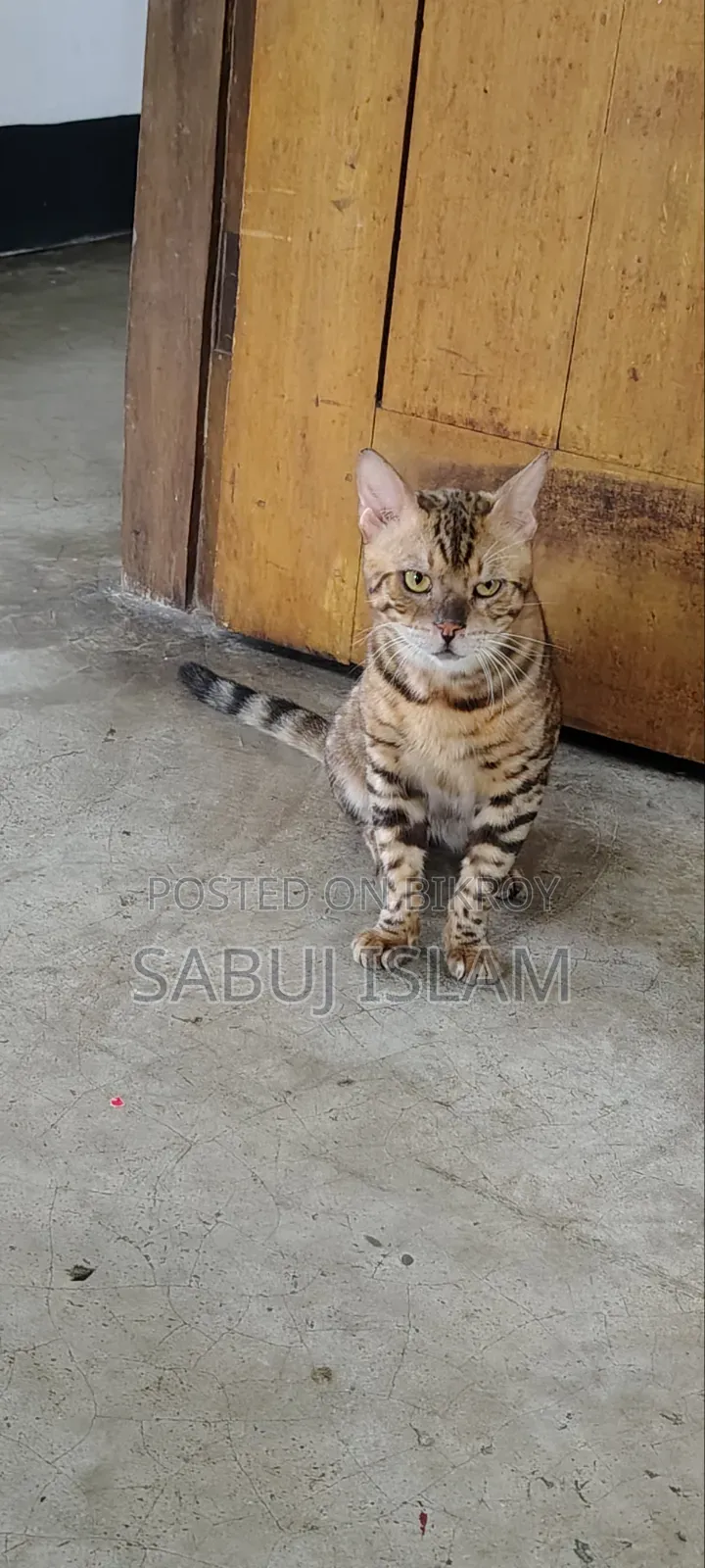 1+ Year Male Purebred Bengal