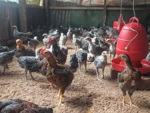 Two months old Egyptian Fayoumi chickens