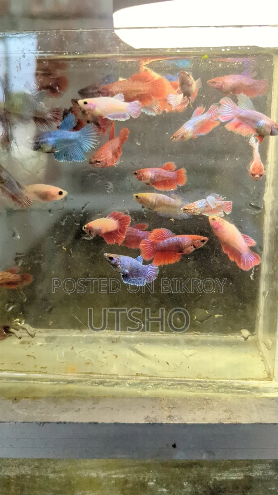 Halfmoon Betta Baby (Fighter Fish)