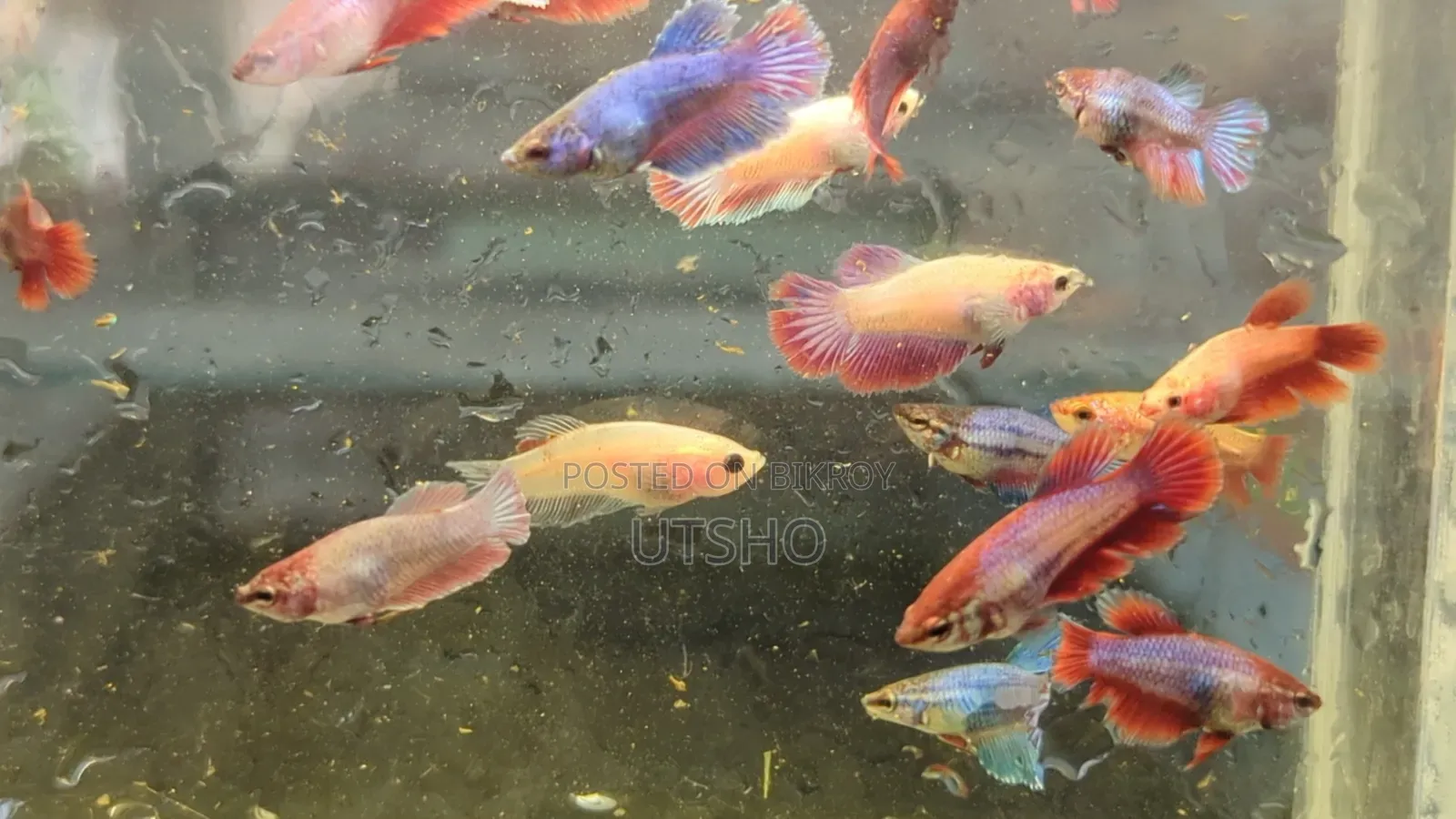 Halfmoon Betta Baby (Fighter Fish)