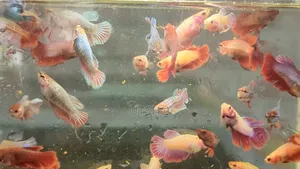 Halfmoon Betta Baby (Fighter Fish)