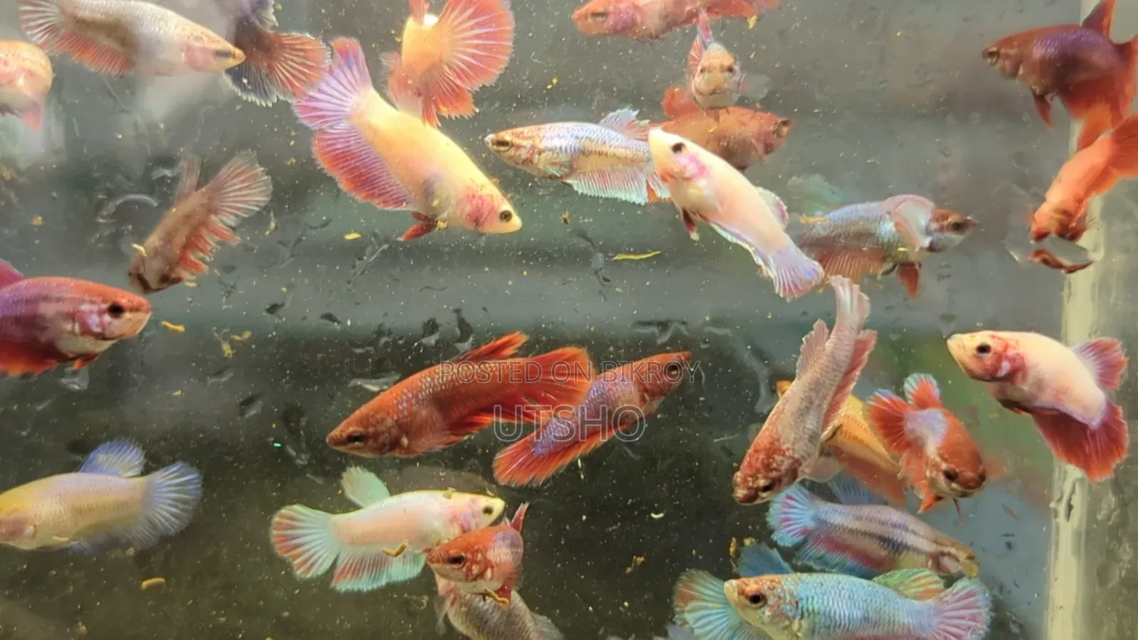 Halfmoon Betta Baby (Fighter Fish)