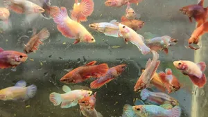 Halfmoon Betta Baby (Fighter Fish)
