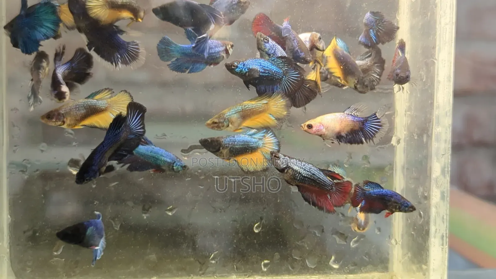 Halfmoon Betta Jaring Size ( ফাইটার ফিশ)