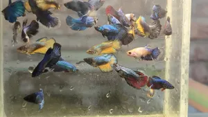Halfmoon Betta Jaring Size ( ফাইটার ফিশ)