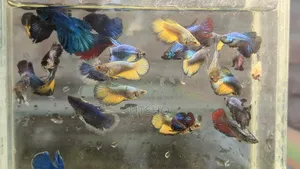 Halfmoon Betta Jaring Size ( ফাইটার ফিশ)