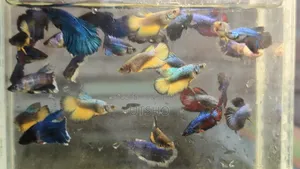Halfmoon Betta Jaring Size ( ফাইটার ফিশ)