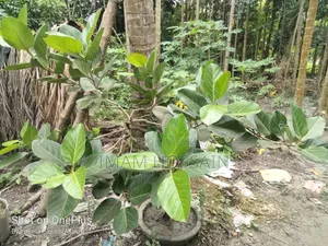 বট গাছের বনসাই ১৩ বছর প্লাস বয়স