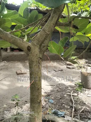 বট গাছের বনসাই ১৩ বছর প্লাস বয়স