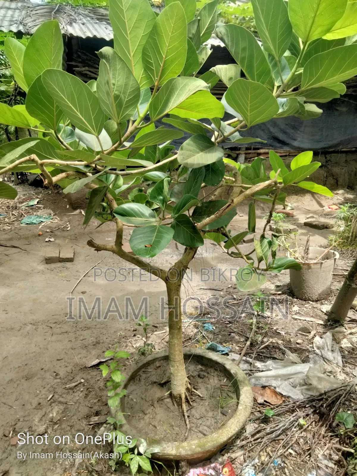 বট গাছের বনসাই ১৩ বছর প্লাস বয়স