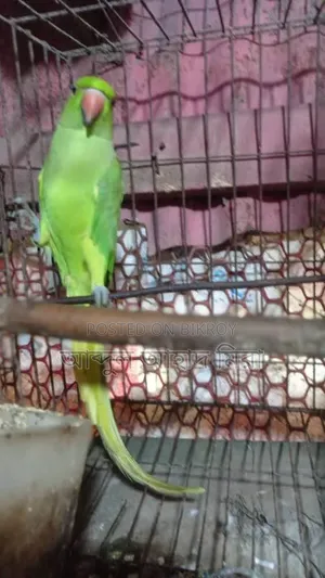 ইন্ডিয়ান রিংনেট টিয়া পাখি