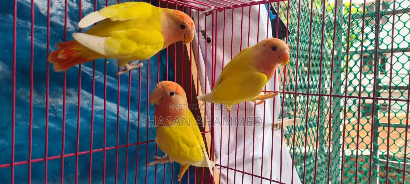 Superior Lutino Operline Love Bird