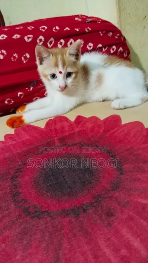 1-3 months Female Mixed Breed Exotic Cat