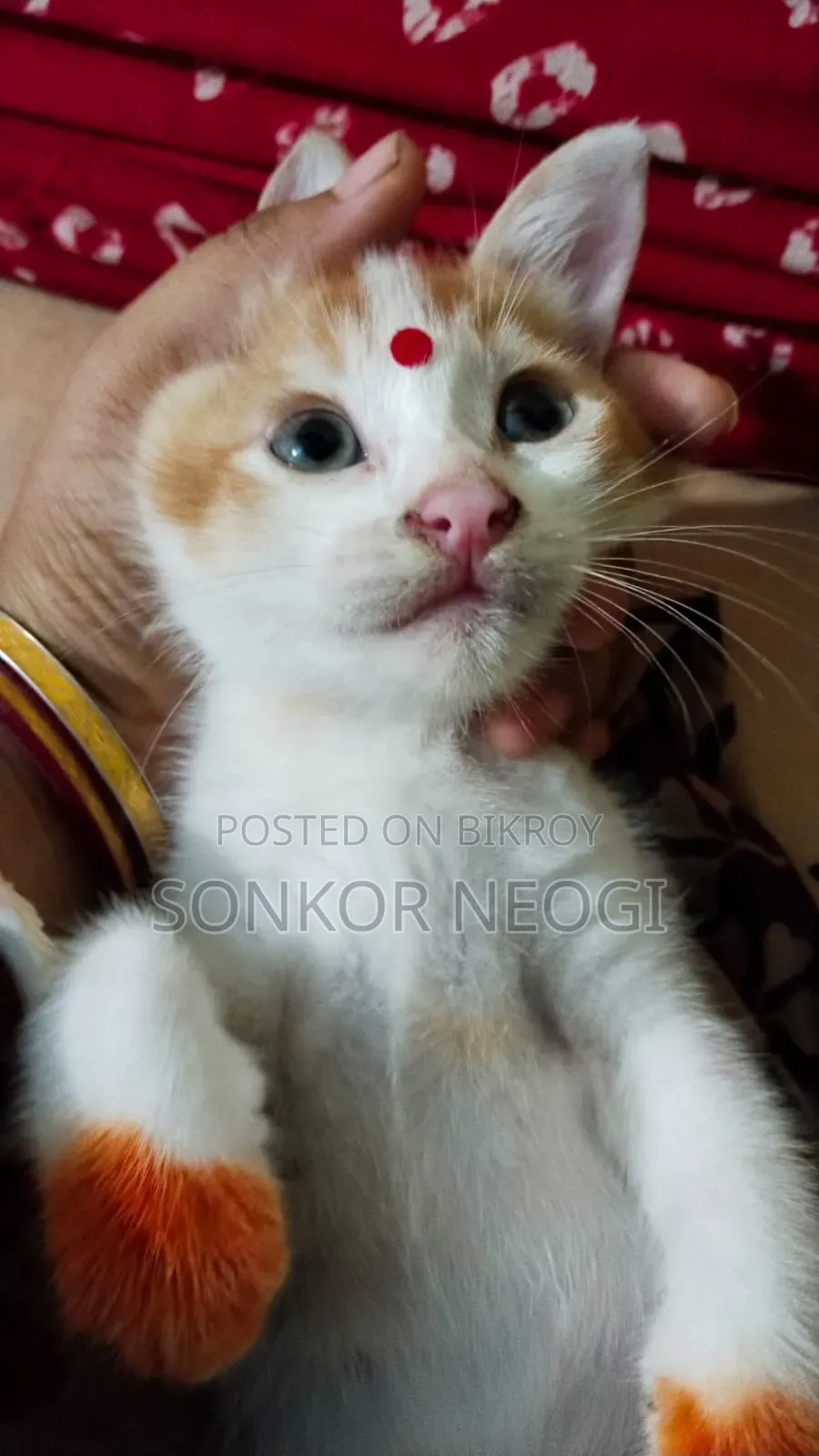 ১-৩ মাসের ফিমেল মিক্সড ব্রিড এক্সোটিক