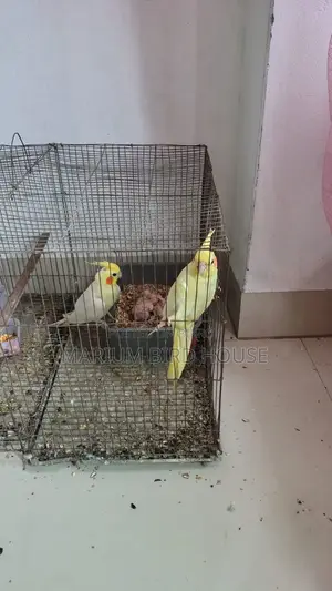 Cockatiel Pair With 3 Babies