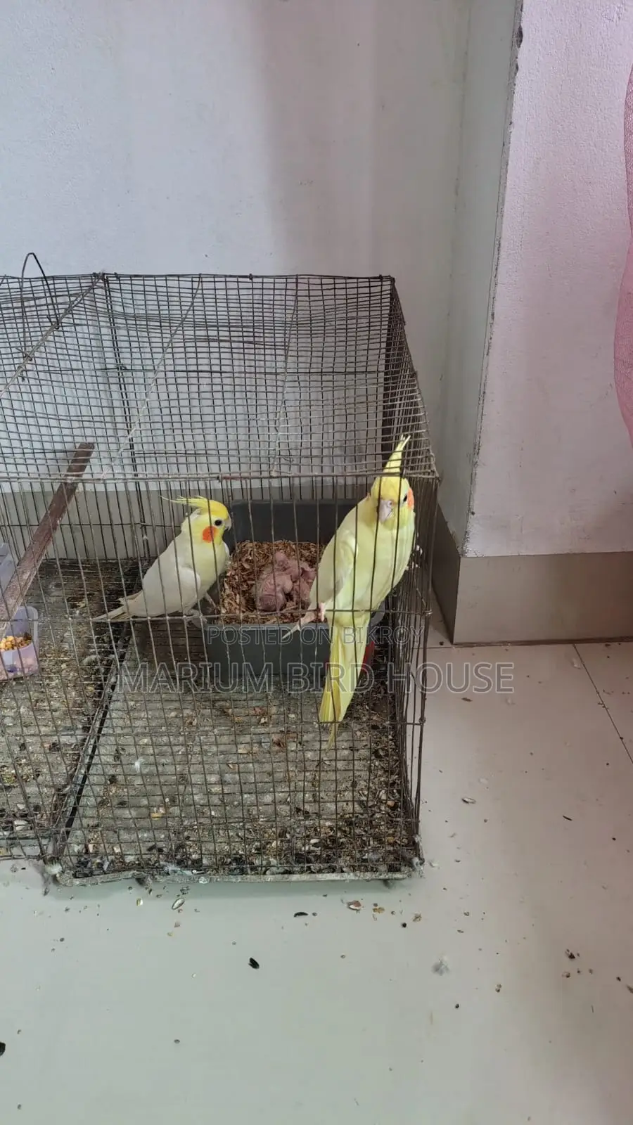 Cockatiel Pair With 3 Babies