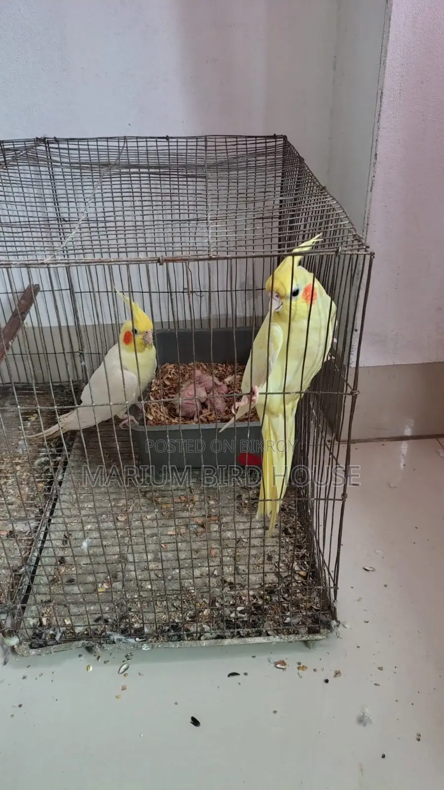 Cockatiel Pair With 3 Babies