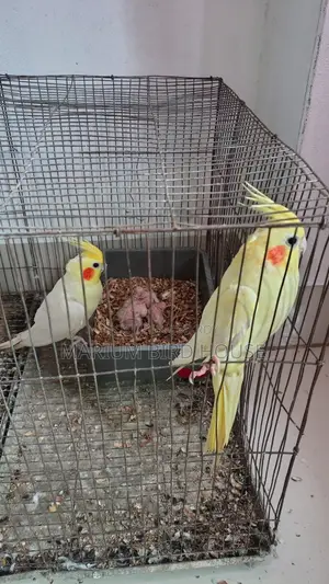 Cockatiel Pair With 3 Babies