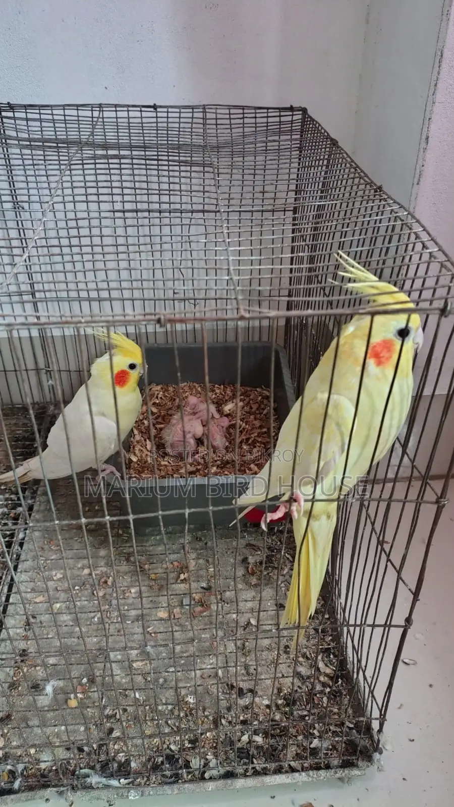 Cockatiel Pair With 3 Babies