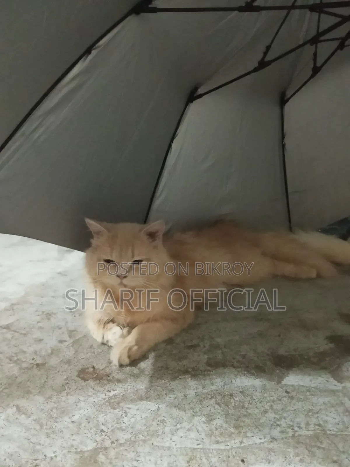 ৬-১২ মাসের মেইল পিওরব্রেড পার্সিয়ান