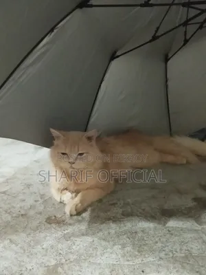 ৬-১২ মাসের মেইল পিওরব্রেড পার্সিয়ান