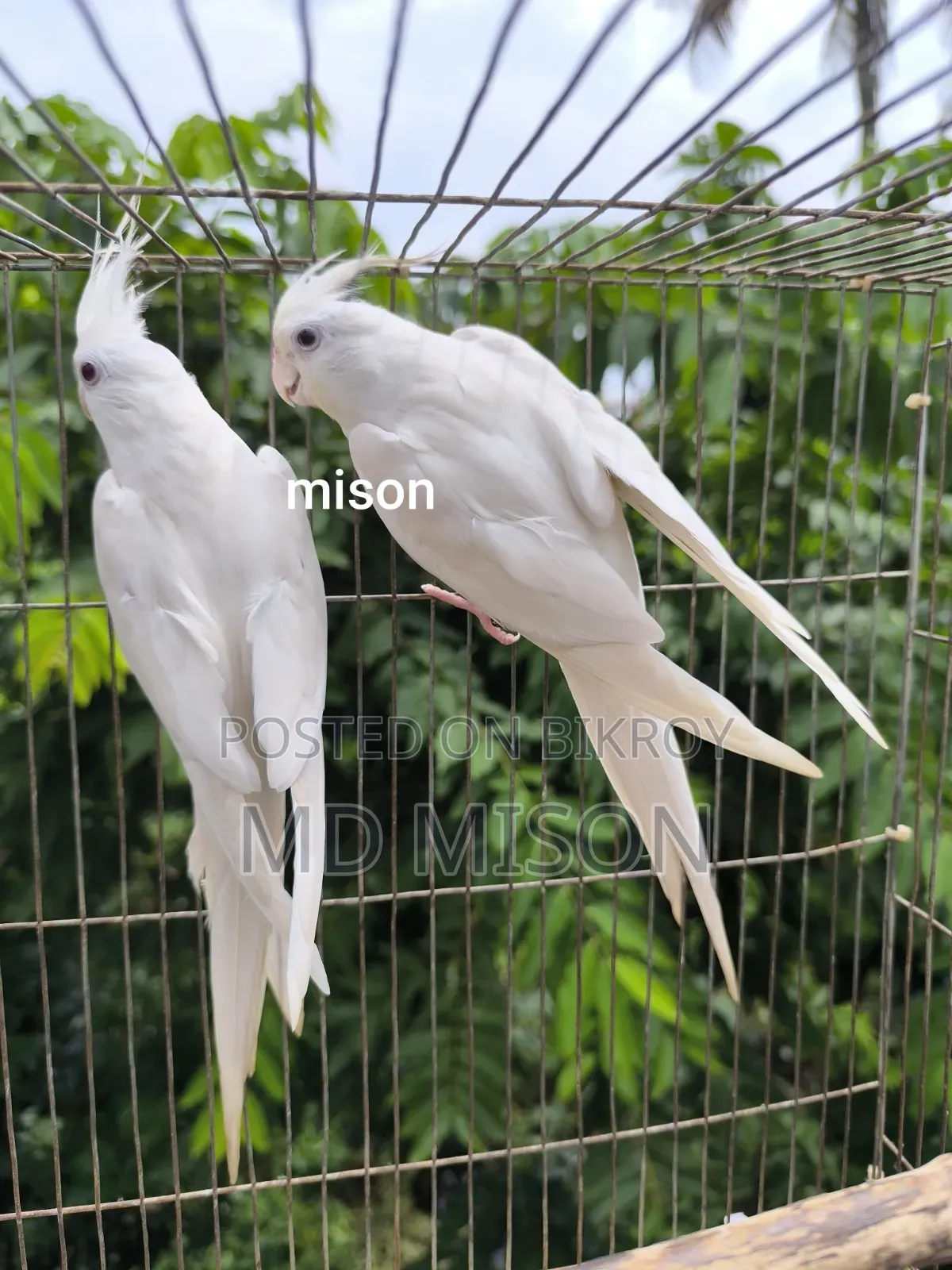 ২ জোড়া রানিং অ্যলবিনো রেড আইস ককাটেল পাখি বিক্রিয় করা হবে